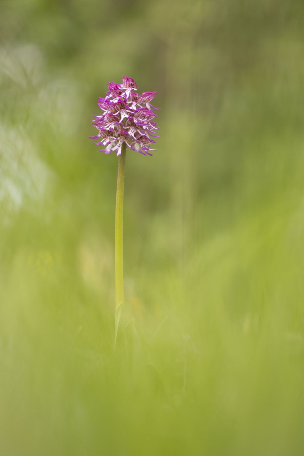 Orchis x angusticruris?